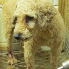 Adopt don't shop [Mic Archives]