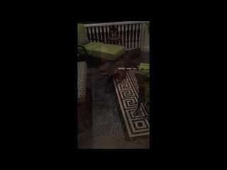 Alligator Spotted on Mount Pleasant Porch in Charleston
