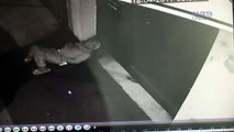 Homem arromba porta de petshop durante a noite