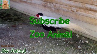 TURKEY irm animal video for kids - Animais