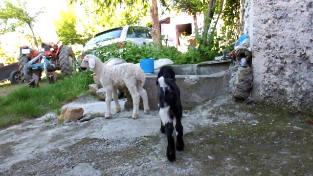 komık hayvanların en tatlı halleri izle