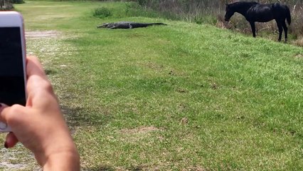 Grupo de turistas filma crocodilo a ser atacado por cavalo