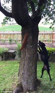 Funny Dog vs Squirrel - Squirrel Teasing Dog