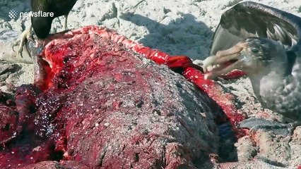 Birds feasting on dead seal shows savagery of nature