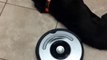 L'aspirateur Roomba tombe amoureux du chien de la maison