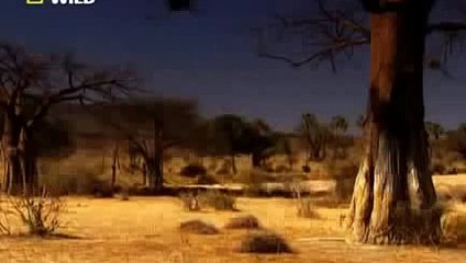 Lions Fighting To Death For Territory [Nature Documentary]