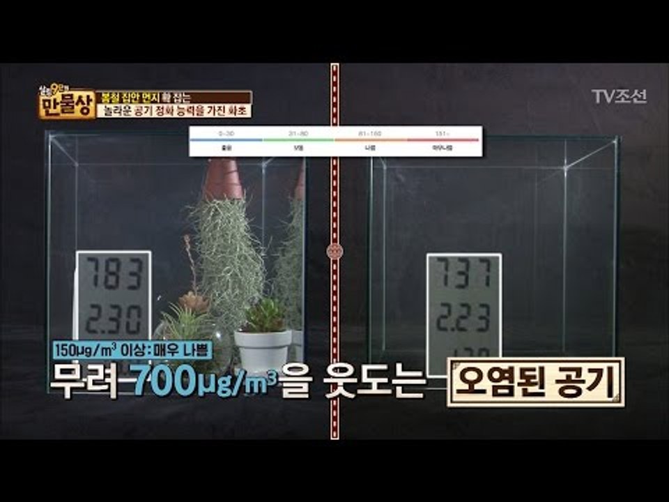 놀라운 공기 정화 능력을 가진 화초! [만물상 184회] 20170319