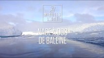 2 minutes de nage à dos de baleine