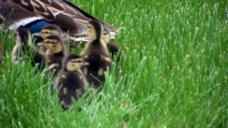 Following a Mother Duck and Her Cute Little Ducklings