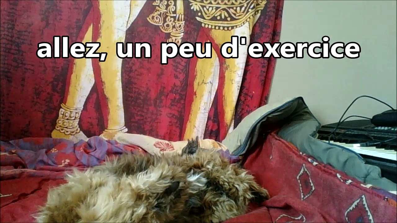 DOGGYDOG sur PLACE AUX SOLEILS