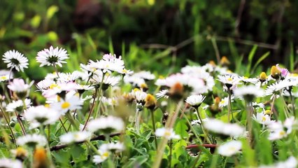 Odc. 2 Amolowe ciekawostki o miodzie