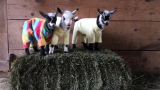 Newborn Goats Have Ridiculously Cute Pyjama Party