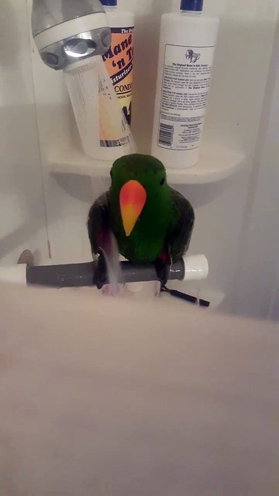 Ce perroquet prend une douche et adore ça...