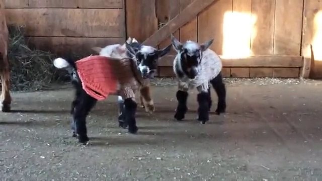 Ces bébés chèvres qui viennent de naitre apprennent à sauter et c'est trop mignon