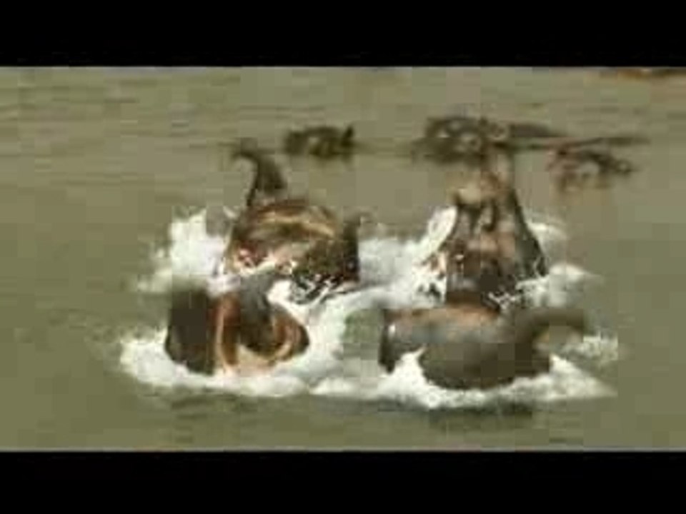 Pub Peugeot 207 Sw (1sur3)