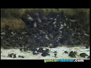 Timsah av zamanını bekliyor sonunda affetmiyor