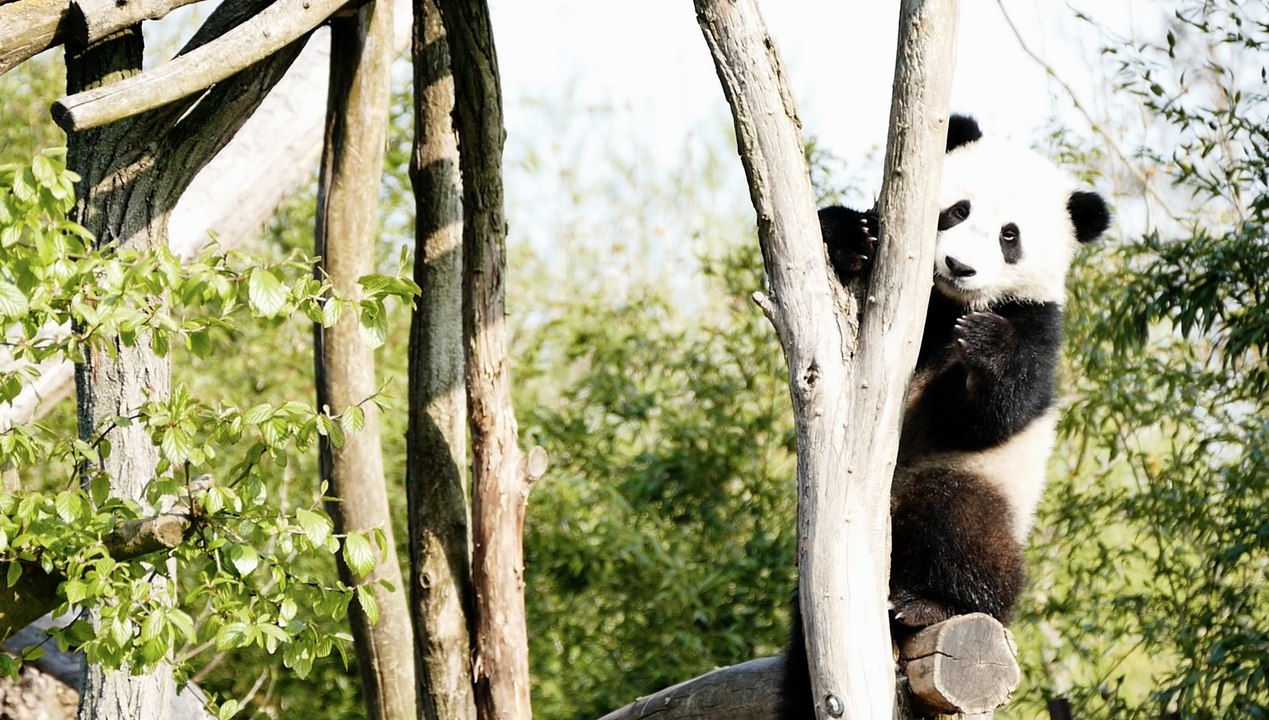 Robin, amoureux des animaux et soigneur des pandas de Pairi Daiza