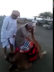 Angry Camel revenge in Dubai