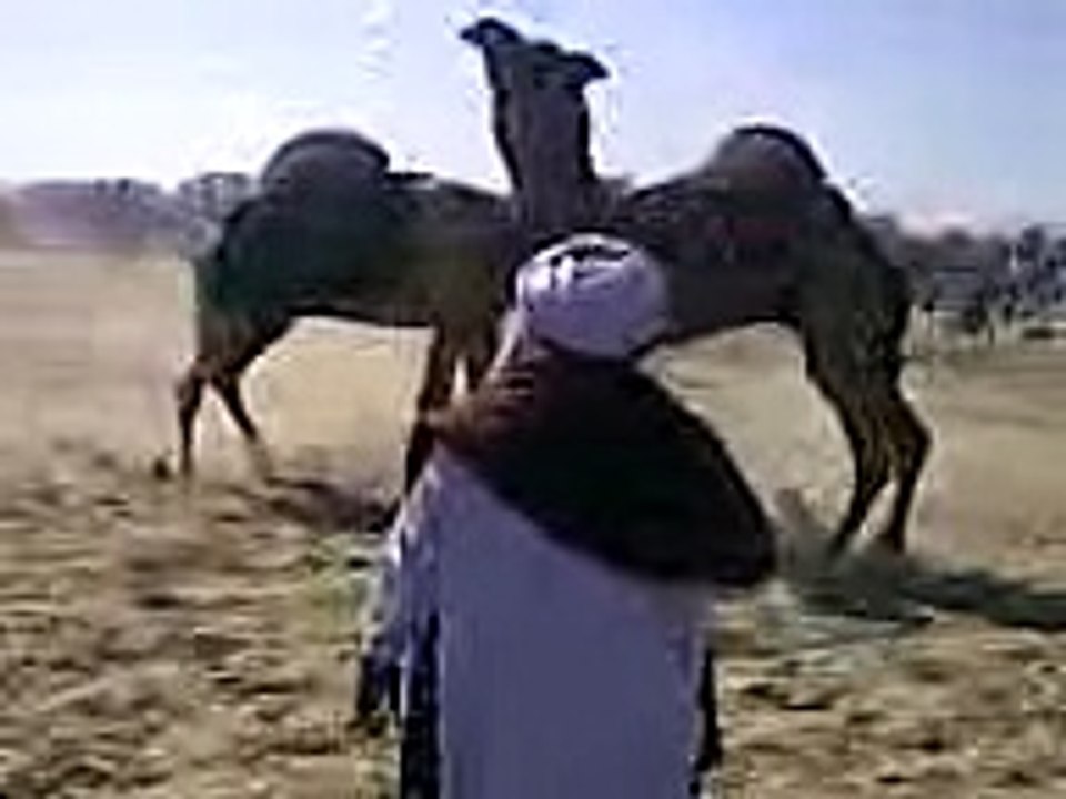 Camel Vs Camel REAL FIGHT 2017