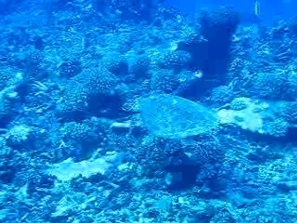 Tortue de mer