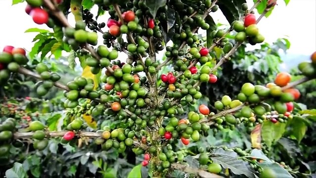 La Roya sigue afectando a cafetaleros