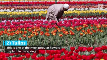 6 beautiful flowers to plant in your garden