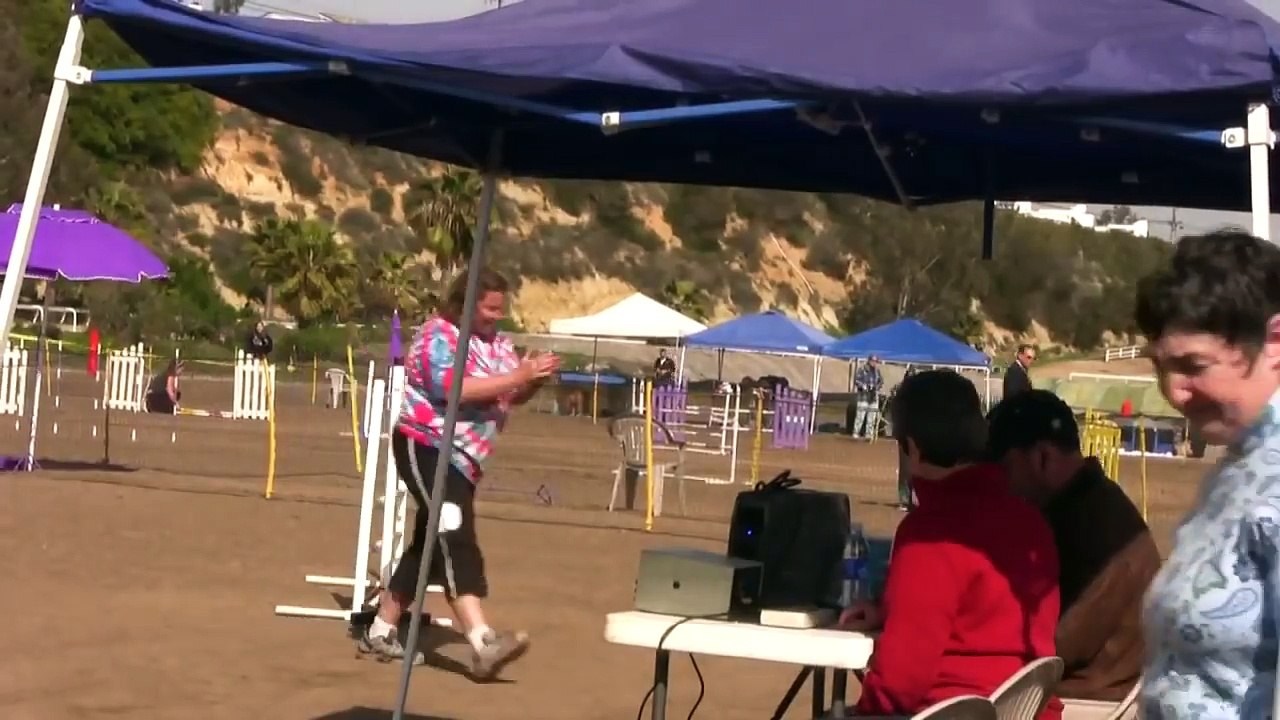 Dog Agility Competition