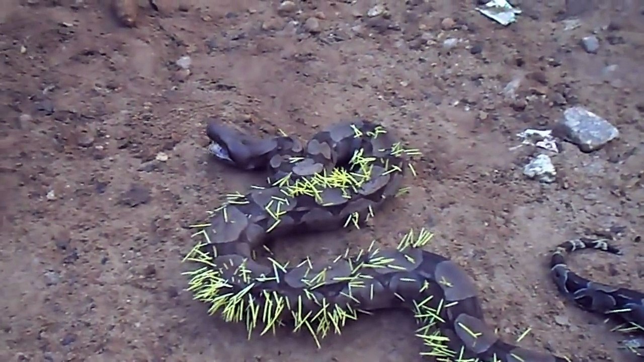 Porcupine Snake