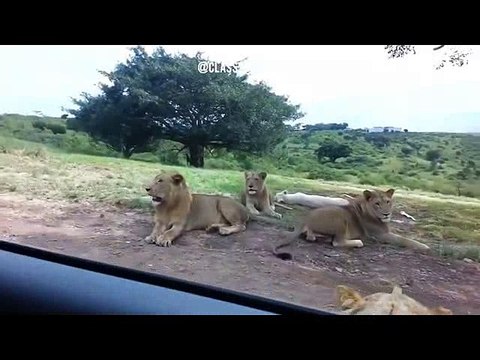 Lion opens unlocked car door how would you react credit = @sudthestud