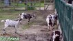 Happy goats in farm animals - Funniest animal video for kdf swer5324234