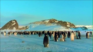 BBC Documentary Antarctica Penguins