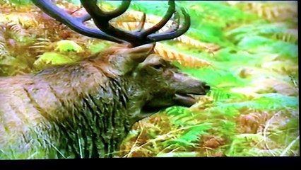 New forest BBC documentary Wild Autumn Day red deer