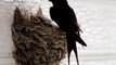 cute birds | baby swallows documentary | documentary wild baby birds nest  |