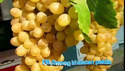 Bakhan Minawal _  pashto song 2017 _ Tappey