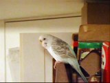 Budgie Watches BBC Documentary on Wild Budgies, Sees Budgie Eaten by Falcon