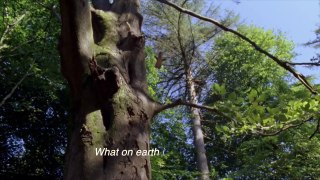 Anggun - World (OST. Earth 2007 BBC Documentary)