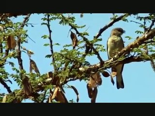 Honey Guide Bird amazing BBC Documentary by jaandil7   YouTube