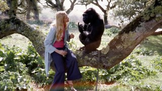 Did you know there's a talking gorilla? - #TalkingGorilla - BBC