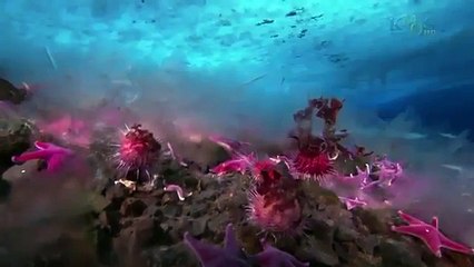 ANTARCTICA - PBS NOVA DOCUMENTARY ( length) part 2/2