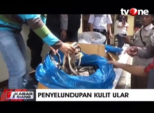 Polisi Gagalkan Penyelundupan Ribuan Kulit Ular