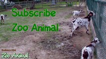 Happy goats in farm animals - Funniest animal