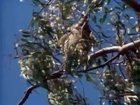 Australia Facts, Amazing Australian Animals - Full Nat Geo Documentary BestDramaTv.Net