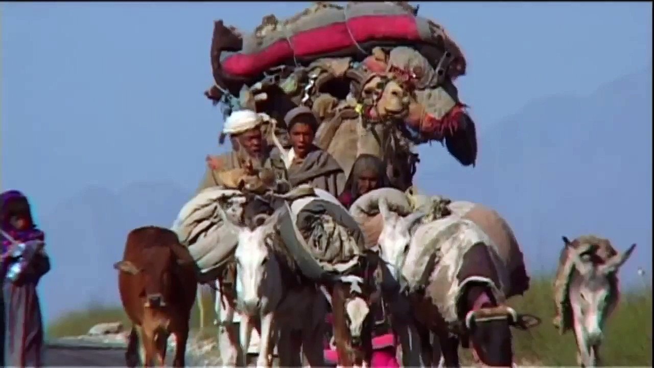 Dogs of Peace, The Story Of Mine Detection Dogs - Full Documentary HD http://BestDramaTv.Net