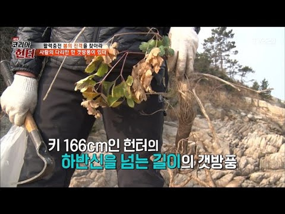 사람 다리만 한 초대형 갯방풍! [뉴 코리아 헌터] 41회 20170313