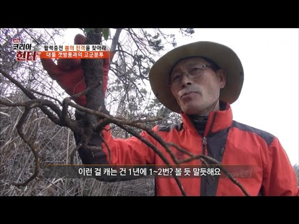 절벽에서 찾은 대물 갯방풍! [뉴 코리아 헌터] 41회 20170313