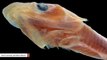 This Newly Discovered Fish Has About 2,000 Teeth