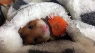 Cutest Hamster - the cutest mouse in the world