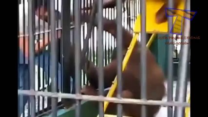 Animals can be so annoying - Funny animal compilation ,funny moment
