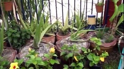 vera at home | vegetable vera at home