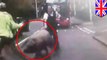 Polisi mengejar babi kabur yang berlari di jalanan - Tomonews